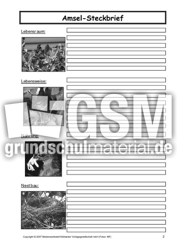 Amsel-Steckbrief-C-SW-2.pdf